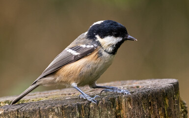 Coal Tit on a log 