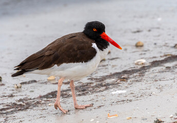 American Oystercatcher
