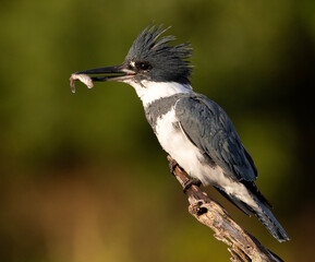 Belted Kingfisher with a fish