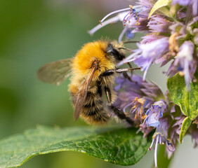 Carder bee on a flower