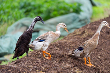 Group of Indian Runner ducks crossing heap of compost at organic farm at Swiss city of Zürich on a late summer morning. Photo taken September 1st, 2025, Zurich Schwamendingen, Switzerland.