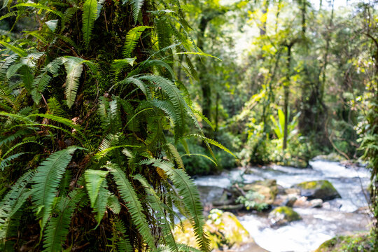 El Molino waterfall in Valle de Bravo, Mexico, seen from above with water carving its path through rocks and trees, symbolizing tranquility, eco exploration, and the raw beauty of untouched wilderness