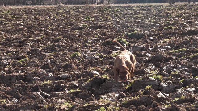 young hunting dog  in the field