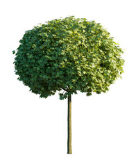 Acer globosum isolated png on transparent background premium nature cutout. Foreground tree (Acer palmatum Globosum, Dwarf Maple, Globe Maple or Dwarf Globe Maple)