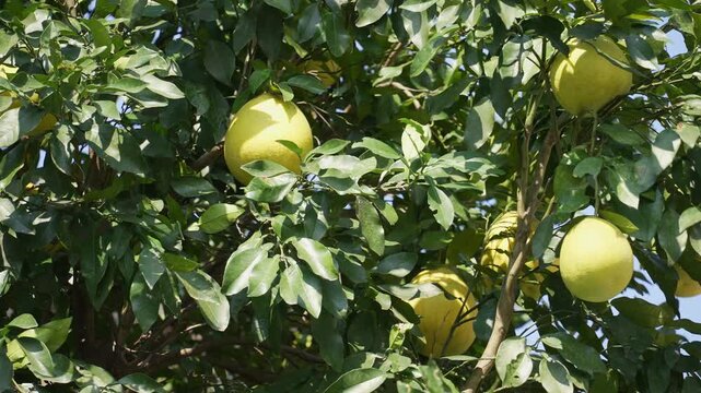 Ripe yellow-green pomelos hanging on a lush citrus tree in an orchard