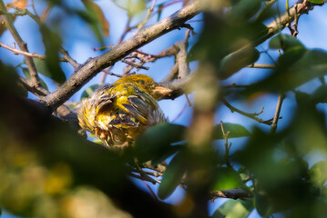 European Goldfinch perched on a branch in the morning light