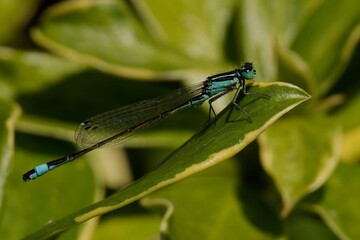 Vibrant blue damselfly on a leaf.
