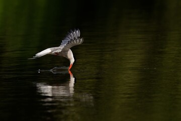 Tern skimming water surface gracefully.