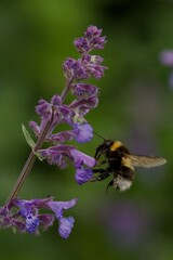 Bumblebee on Purple Flower