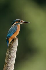 Kingfisher perched on a branch