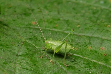 Close-up of a green katydid on a leaf.