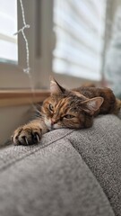 cat, animal, cute cat photo, pet, animal, kitty, pets, relax