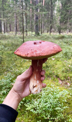 Hand clasping colossal woodland mushroom in misty forest, evoking Samhain folklore, Nordic foraging traditions, autumn's spectral whispering