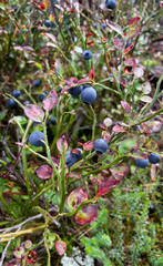 Ripening wild blueberries amidst mottled foliage, invoking Mabon harvest celebrations, natural antioxidant wealth, woodland fairy forage fantasy