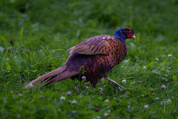 Pheasant