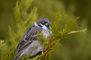Sparrow