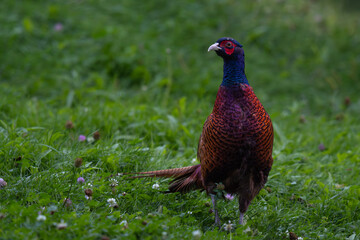 Pheasant