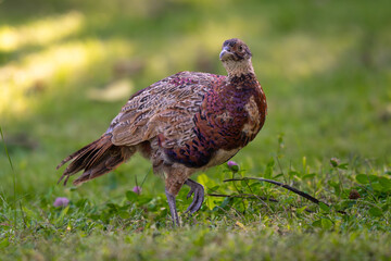 Pheasant