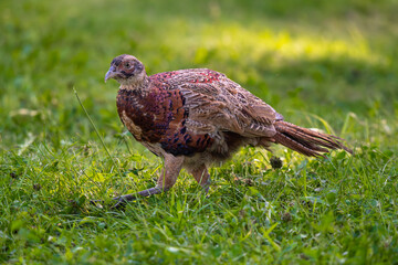 Pheasant