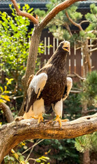 Majestic eagle perched on twisted oak, reminiscent of Celtic Beltane rituals, captures soaring courage and autumnal equinox mystery