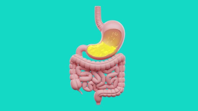 animated, 3D model of the human digestive system. A yellow liquid, representing stomach acid and digested food, is shown moving from the stomach into the intestines.