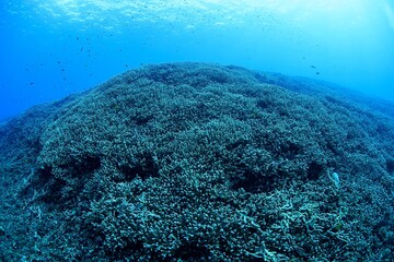 Vibrant Underwater Coral Reef