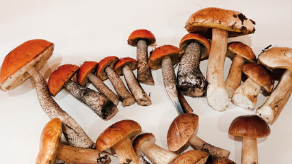 A kaleidoscope of forest mushrooms basking under kitchen lights, embodying Forage Day spirit and...