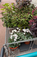 Blooming cart of verdant cyclamens and leafy treasures, embodying Earth Day renewal and the quirky...
