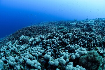 Vibrant Coral Reef Underwater