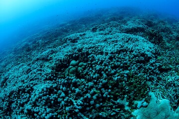 Vibrant Coral Reef Underwater Scene