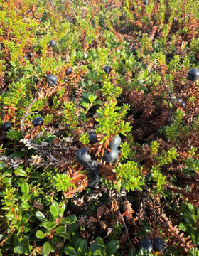 Sun-tickled crowberries nestle in whispers of heather, capturing the essence of Nordic foraging and the elusive Gawk Saturday celebration