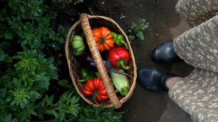 Basket brimming with vibrantly eclectic heirloom tomatoes, whispers of autumn harvest, adorned...