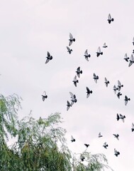 Mesmerizing murmuration of starlings, echoing unity and freedom, aligns with Birdwatching Day, while willow trees whisper forgotten Ode to Joy