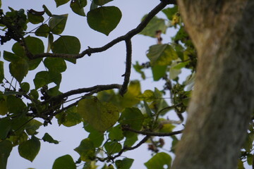 Tree Trunk and Green Leaves Viewed from Below