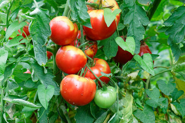 tomates