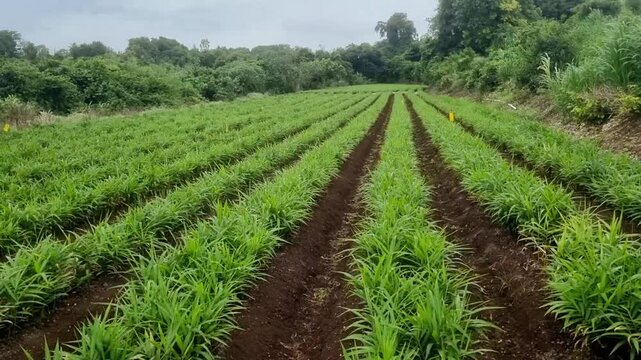 Ginger farming demands warm, humid climates, well-drained, humus-rich soil, healthy rhizomes for planting, consistent irrigation, mulching, and diligent pest and disease management for good yield.