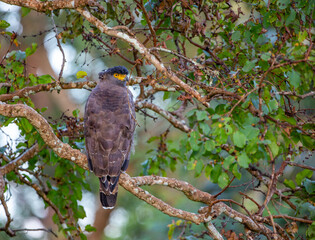 Crested Serpent Eagle - photographed in Bandipur National Park