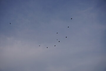 Flock of Birds Flying in Clear Blue Sky