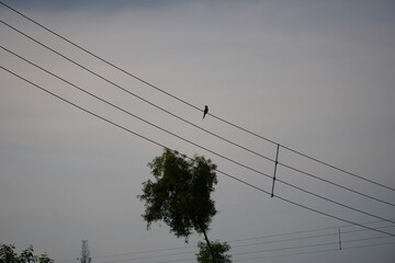 Bird on Power Lines Against Cloudy Sky