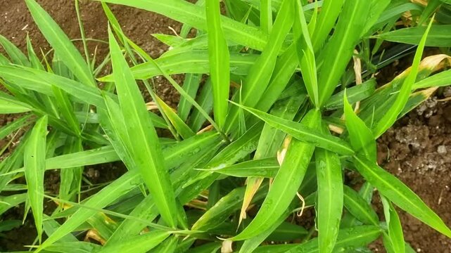 Ginger (Zingiber officinale) is a flowering plant whose rhizome (underground stem) is widely used as a spice and in traditional medicine. The long, narrow, green leaves are characteristic of ginger.