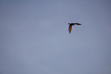 Common Kestrel Flying in Clear Blue Sky