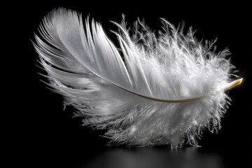 Soft white feather resting on a dark surface showcasing delicate textures and details