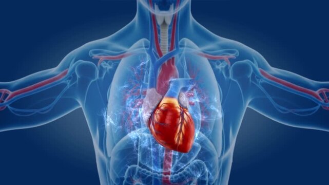 animated, 3D model of the human heart beating. The heart is positioned within the chest, with a glowing, blue semi-transparent body outline visible
