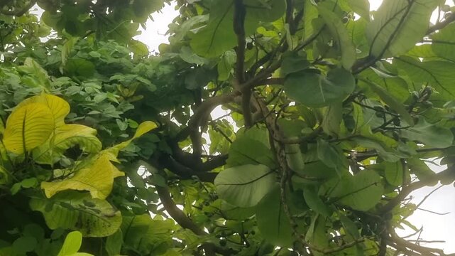 the "bibba tree" in some contexts, is identified as Terminalia catappa, commonly known as the Indian Almond or Tropical Almond.