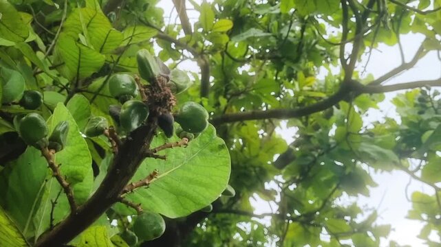 The black juice from the pericarp of the fruit is traditionally used by washermen for marking clothes. The Marking Nut tree, or Semecarpus anacardium, is native to India. The nuts yield a black juice 