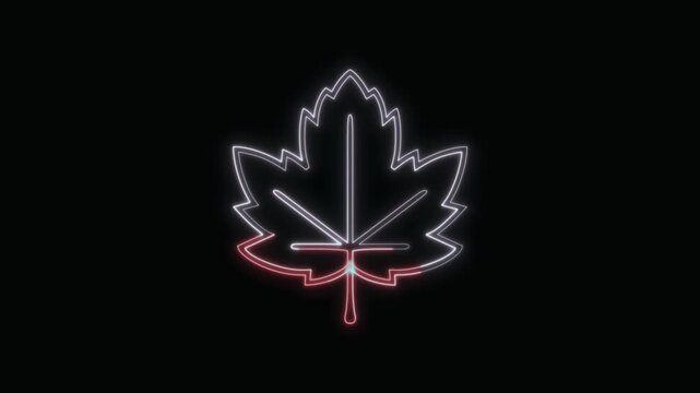  Maple Leaf Icon Neon Seamless Loop 4K with Black Background Animated Promotional Typography for Video Editing