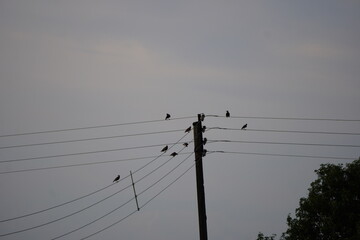 Birds Perched on Electrical Wires with Light Sky and Trees