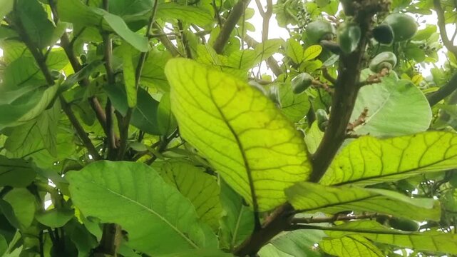 The Marking Nut tree, or Semecarpus anacardium, is native to India. The nuts yield a black juice used to mark clothes. This tree is valued in Ayurveda for medicinal uses, the fruit's toxic pericarp
