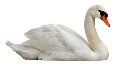 Elegant white swan gracefully resting with pristine feathers, a symbol of beauty and purity isolated on white background