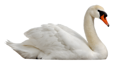 Elegant white swan gracefully resting with pristine feathers, a symbol of beauty and purity isolated on white background